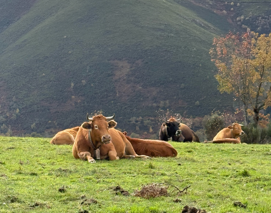 Tallow cosmética ancestral Naixa