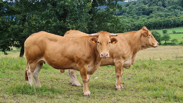 Tallow de Pasto