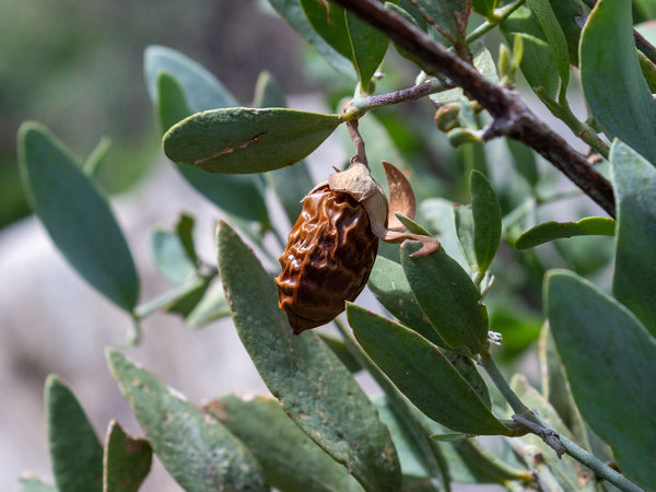 Aceite de Jojoba