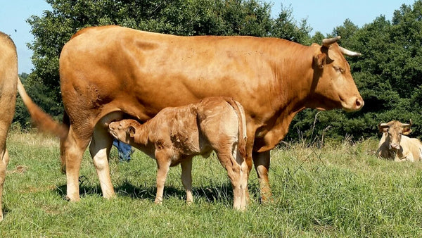 Tallow de Pasto